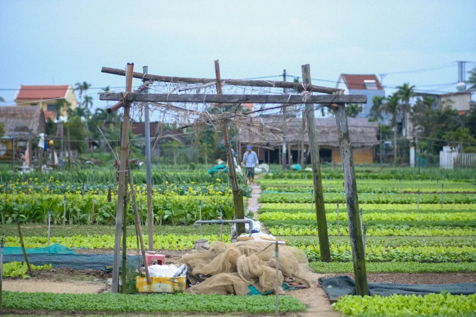 Vườn rau của Nguyễn Văn Chương